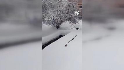 İmamın seslendiği kedilerin karda sıralı şekilde y&uuml;r&uuml;mesi g&ouml;r&uuml;nt&uuml;lendi