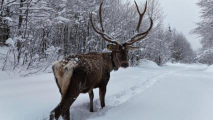 Kocaeli'de kameraya yansıyan kızılgeyik, g&ouml;r&uuml;nt&uuml;s&uuml;yle mest etti