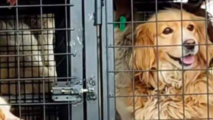 İyilik bahane vurgun şahane: Nevşehir'de hayvan ka&ccedil;ak&ccedil;ılığı iddiası!