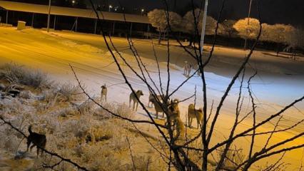 Kayseri&rsquo;de başıboş k&ouml;peğinin saldırısına uğrayan &ccedil;ocuk yaralandı