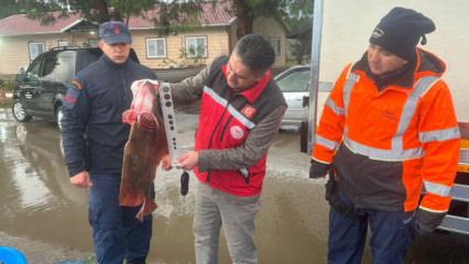 Kocaeli'de yakaladığı 500 kalkan balığının sevinci kursağında kaldı