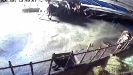 Sivas&rsquo;ta ahır &ccedil;&ouml;kt&uuml;, o anlar g&uuml;venlik kamerasına yansıdı