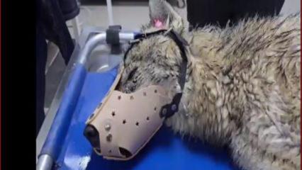 Yaralı kurt tedavi altına alındı