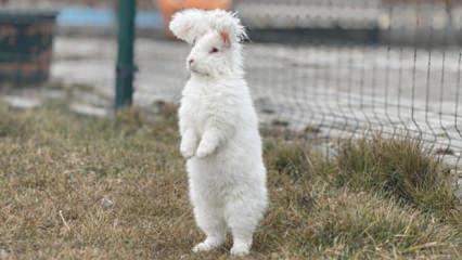 Nesli t&uuml;kenmişti: G&ouml;ren g&ouml;zlerine inanamıyor! Koyun değil tavşan