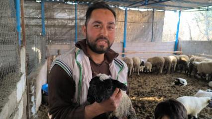 2 kafası, 4 g&ouml;z&uuml; var! Besici g&ouml;rd&uuml;ğ&uuml; karşısında şok oldu