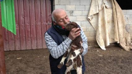 300 hayvanını kaybeden besici devlet desteği ile sayılarını katladı