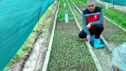 Kilosu altınla yarışıyor: Doğada toplaması yasak, bah&ccedil;ede servet değerinde