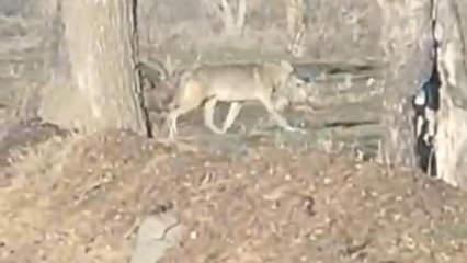 Nevşehir'de kurtlar yerleşim merkezine indi