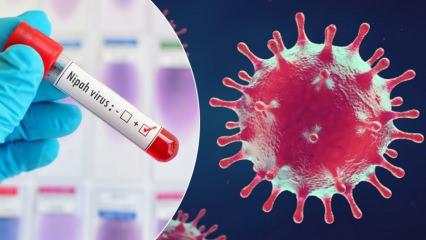 D&uuml;nya Sağlık &Ouml;rg&uuml;t&uuml; alarm verdi: Nipah vir&uuml;s&uuml; nedir, T&uuml;rkiye'de var mı?