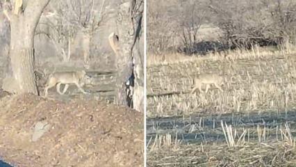 A&ccedil; kalan kurtlar yerleşim merkezine indi