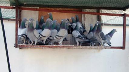 Adana'da ilgin&ccedil; olay: Kayıp g&uuml;vercini bulana 75 bin lira &ouml;d&uuml;l