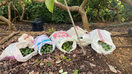 Antalya'da avokado vurgunu yarıda kaldı: 3 ş&uuml;pheli yakalandı