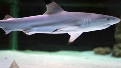 K&ouml;pekbalığı dehşeti: Bir &ccedil;ocuk hayatını kaybetti