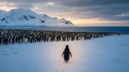 Buzulların ortasında tek başına: Nihilist Penguen'in sakladığı o sarsıcı mesaj ne?