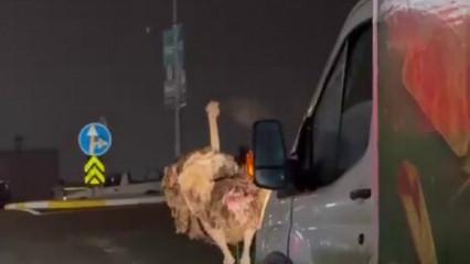 Deve kuşu, trafiği alt &uuml;st etti