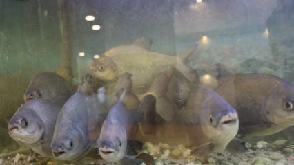 Diyarbakır&rsquo;da ilgin&ccedil; olay: Piranalarını 12 yıldır kelle pa&ccedil;a ile besliyor