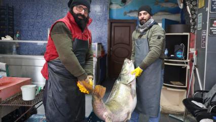 Elazığ'da yakalanan dev balığı iki kişi zor taşıdı! Fiyatı belli oldu
