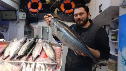 &Ccedil;anakkale'de torik tezg&acirc;hlara ge&ccedil; geldi: Fiyatı duyan iki kez d&uuml;ş&uuml;nd&uuml; 