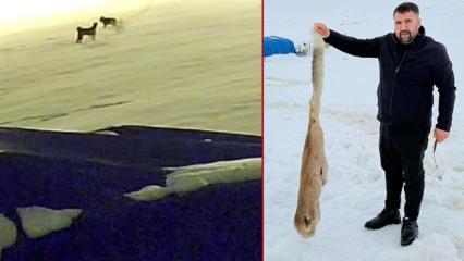 Kurtlarla d&ouml;v&uuml;şen k&ouml;pekten geriye postu kaldı