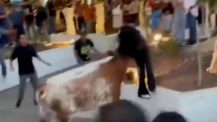 Meksika'da kızgın boğa dehşet sa&ccedil;tı! Yakaladığı kadını havaya fırlattı
