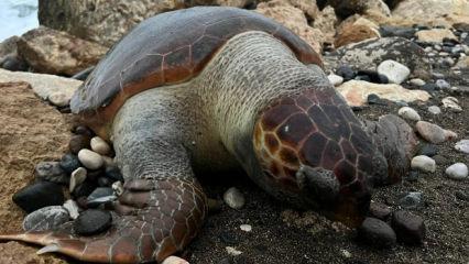 Nesilleri tehlike altında! Mersin'de 15 g&uuml;nde 7 caretta caretta &ouml;l&uuml; bulundu
