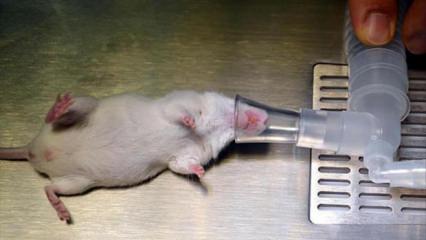 Pankreas kanserinde umut ışığı: Farelerdeki t&uuml;m&ouml;rler tamamen temizlendi