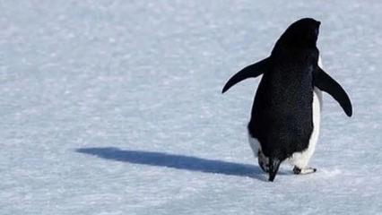 Penguen s&uuml;r&uuml;den ayrıldı, herkes s&uuml;r&uuml;ye koştu