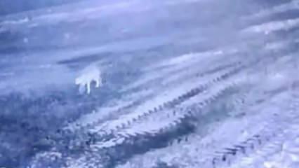 Sisli havada k&ouml;ye inen kurt, ağıldaki 200 koyunu &ouml;ld&uuml;rd&uuml;