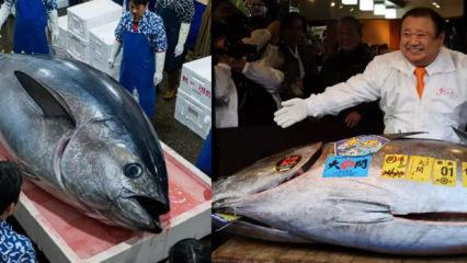 Dev mavi y&uuml;zge&ccedil;li orkinoks rekor fiyata alıcı buldu!