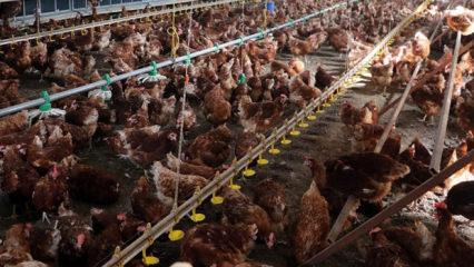 Tavuk eti ve yumurtada salgına karşı &ouml;nlem! k&uuml;meslere sıkı biyog&uuml;venlik şartları getirildi