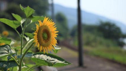 Yerli ay&ccedil;i&ccedil;eği tohumunda devlet desteği dışa bağımlılığı b&uuml;y&uuml;k &ouml;l&ccedil;&uuml;de sonlandırdı