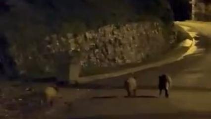 Zonguldak&rsquo;ta a&ccedil; kalan domuzlar şehre indi