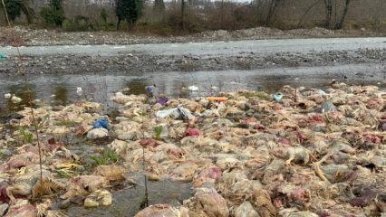 Zonguldak'ta &ccedil;ay kenarına inenler korkutan tavuk manzarasıyla karşılaştı