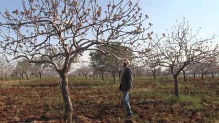 Şanlıurfa'da "doğal bereket" &ccedil;ift&ccedil;inin y&uuml;z&uuml;n&uuml; g&uuml;ld&uuml;rd&uuml;