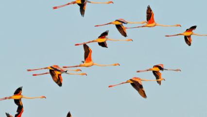 T&uuml;rkiye&rsquo;nin sulak alanlarında 74 t&uuml;rden 287 bin su kuşu sayıldı