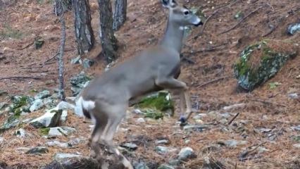 Fotokapan &ouml;yle bir g&ouml;r&uuml;nt&uuml; kaydetti ki! İzleyen tekrar tekrar oynattı 