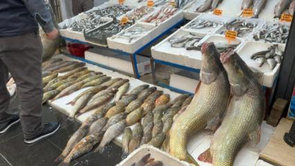 Balık değil dev sanki: Tanesi, tam altından pahalı! 