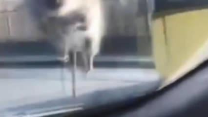 Başakşehir'de yolda ilerleyen araca fare atladı; s&uuml;r&uuml;c&uuml; polis &ccedil;evirmesine girince ka&ccedil;tı