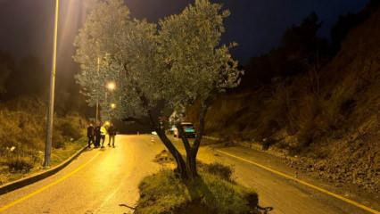 Bir gecede yolun ortasında belirdi! Aydın'da zeytin ağacı yolu ikiye b&ouml;ld&uuml;