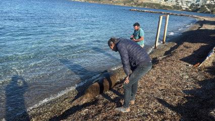 Bodrum sahilinde s&uuml;rpriz misafir: Akdeniz foku kıyıya &ccedil;ıktı