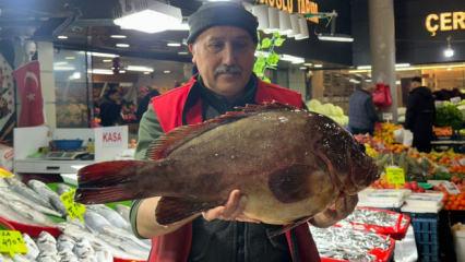 &Ccedil;eyrek altın getiren dev balığı alıyor! Nadir bulunan balık Sivas'ta satışa &ccedil;ıktı