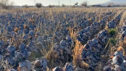 &Ccedil;ift&ccedil;i dert yandı: Tanesi 80 TL'lik &uuml;r&uuml;ne 5 TL fiyat bi&ccedil;tiler