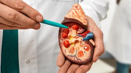 Her lokması koruyucu kalkan: B&ouml;brekleri koruyan en etkili besinler!