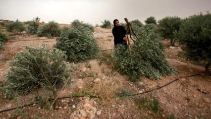 İsrail, Batı Şeria'da bir haftada 526 hayvanı &ccedil;aldı, 824 ağacı s&ouml;kt&uuml;