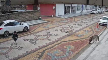 Mardin'de sokak k&ouml;peklerinin saldırdığı &ccedil;ocuğu esnaf kurtardı