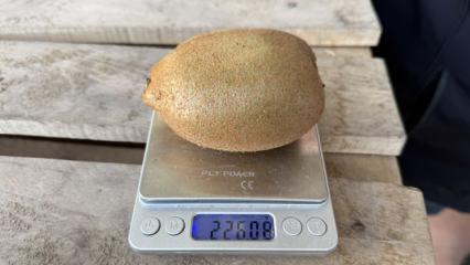 Grip salgını talebi patlattı Avrupa'nın dikkatini &ccedil;ekti! Kivilerin tanesi 220 gram geliyor