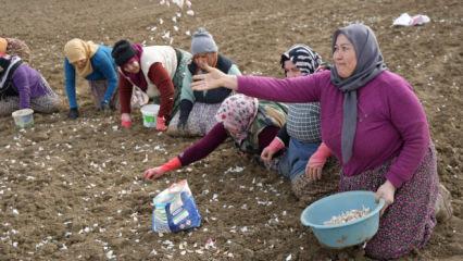 &lsquo;Beyaz altın' sezonu başladı: 4 binden fazla ailenin gelir kapısı