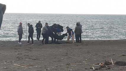 Sahilde kan donduran g&ouml;r&uuml;nt&uuml;! Par&ccedil;alanmış halde bulundu