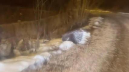 Gen&ccedil;ler hayrete d&uuml;şt&uuml;! Hint oklu kirpi Sivas'ta g&ouml;r&uuml;ld&uuml;