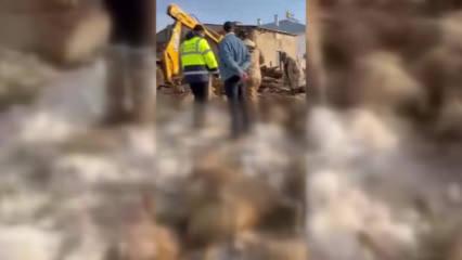 Sivas'ta besiciyi kahreden manzara: 40 koyun telef oldu 